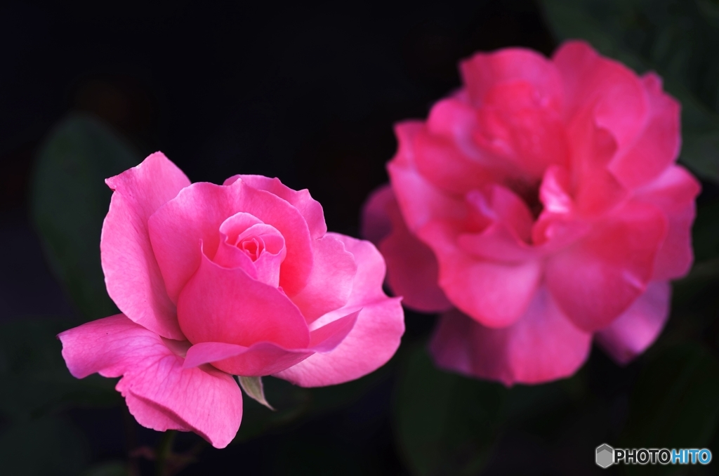 Roses