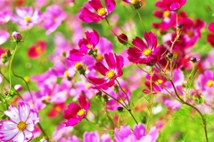 The color of love full of screen
