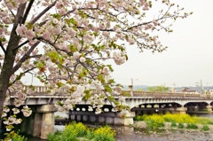 Kamo-Ohashi Bridge 1