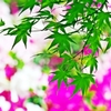 The fresh green and azalea