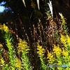Autumn brightness 1