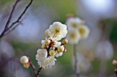 White plum blossoms 2