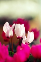 Cyclamen