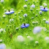 Love in a mist 2