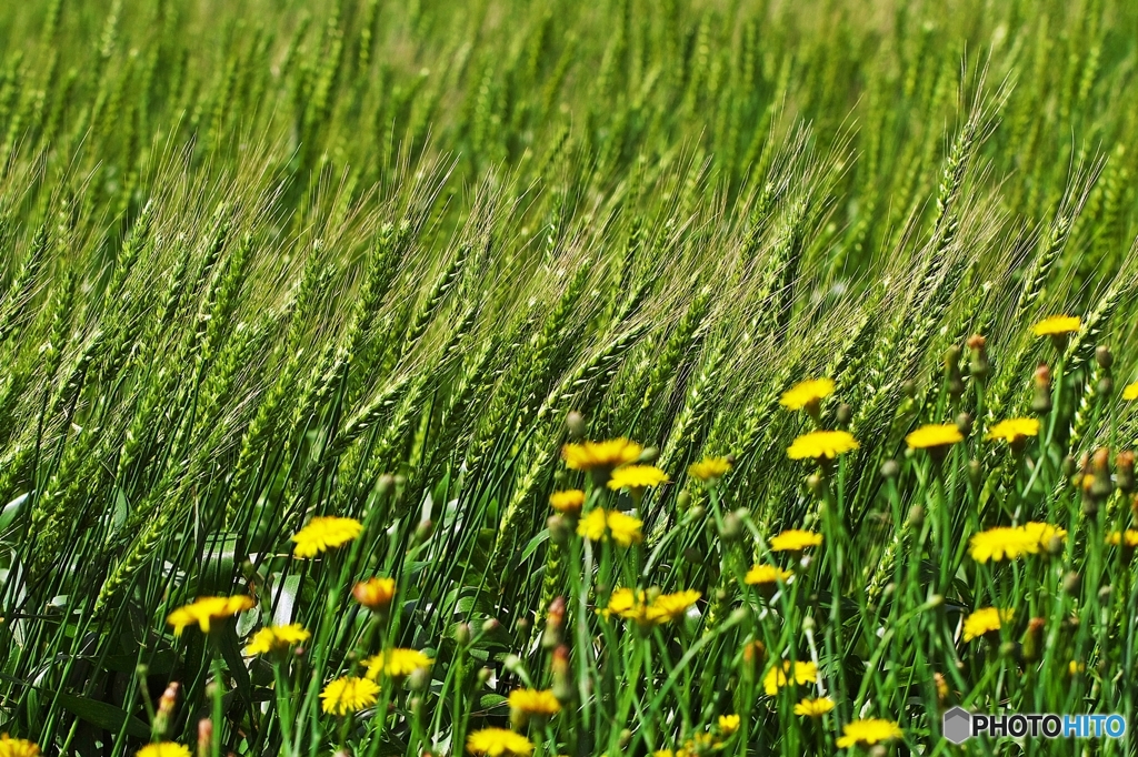 The Catcher in a Wheat Field 3