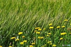 The Catcher in a Wheat Field 3