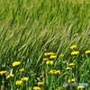 The Catcher in a Wheat Field 3