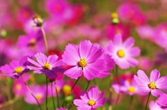 It is just a moment of autumn