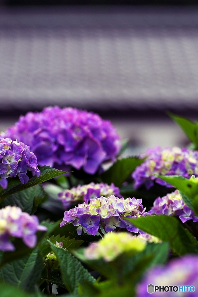 紫陽花日和の日曜日　９