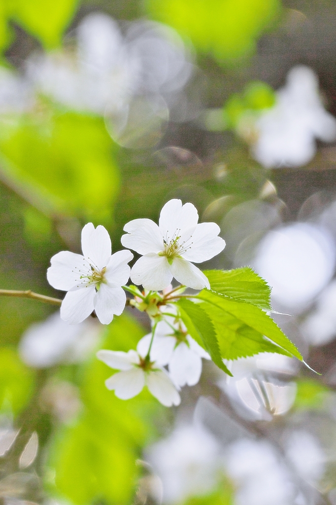 In spring gentle sunlight 2