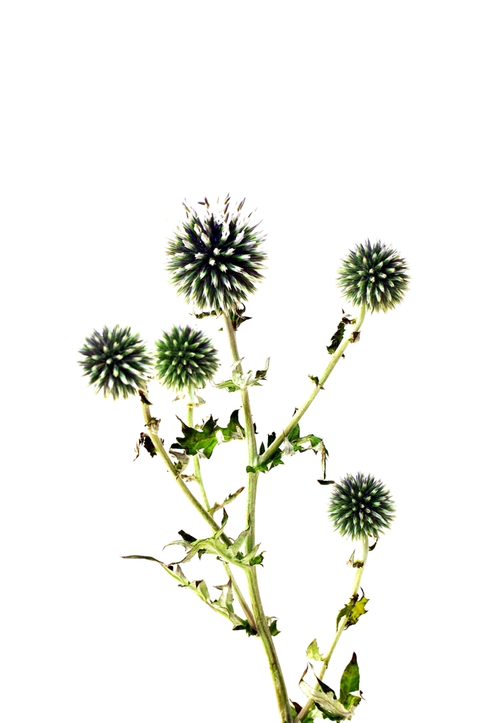 botanical 3