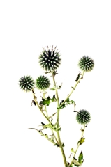 botanical 3