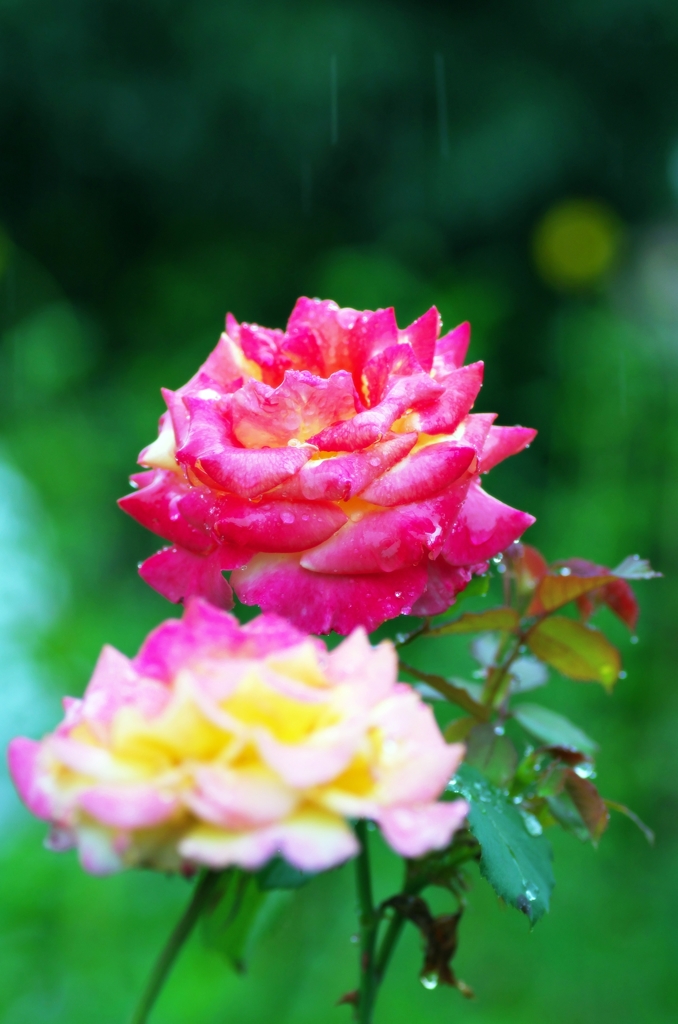 Rose in the rain 1