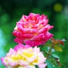 Rose in the rain 1