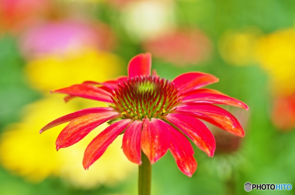 Echinacea 3