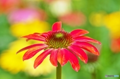 Echinacea 3