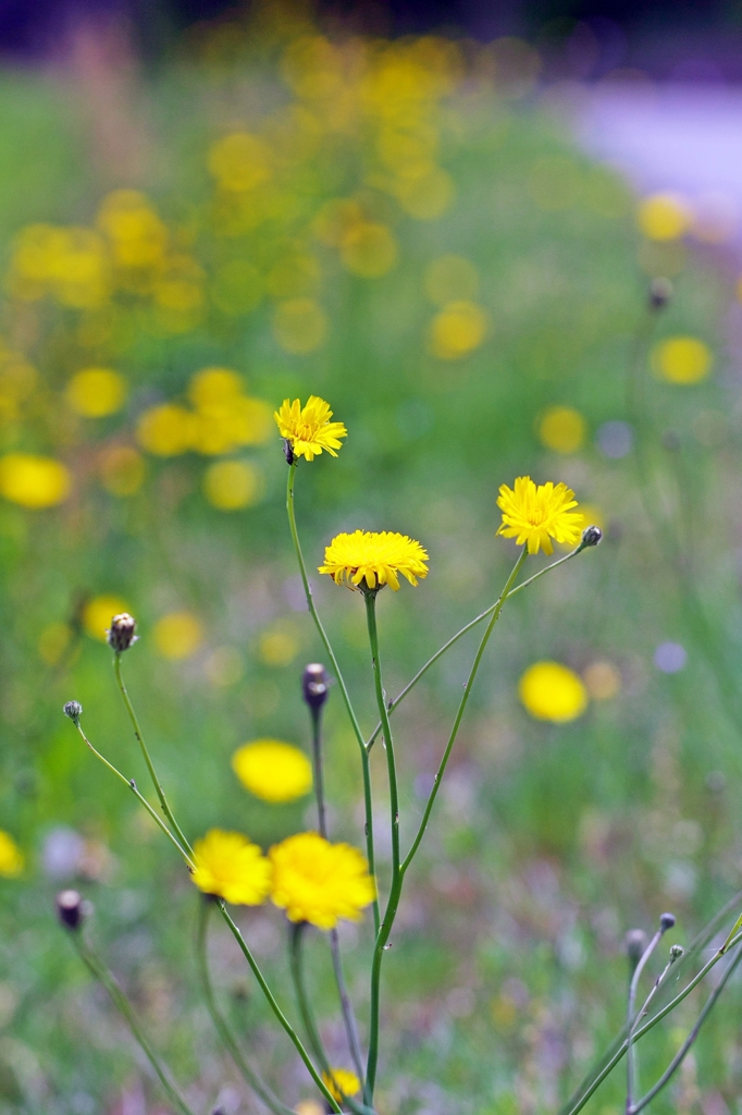 Early Summer 1