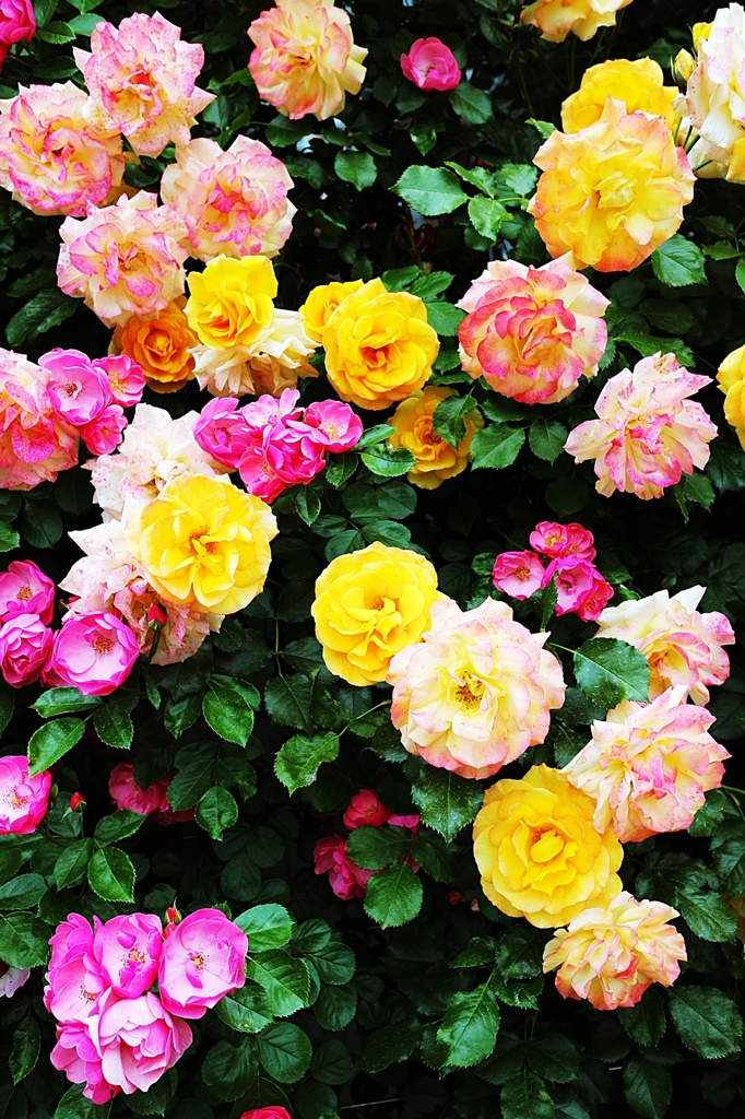 Roses of the flower bed 3