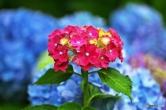 Red in the blue world