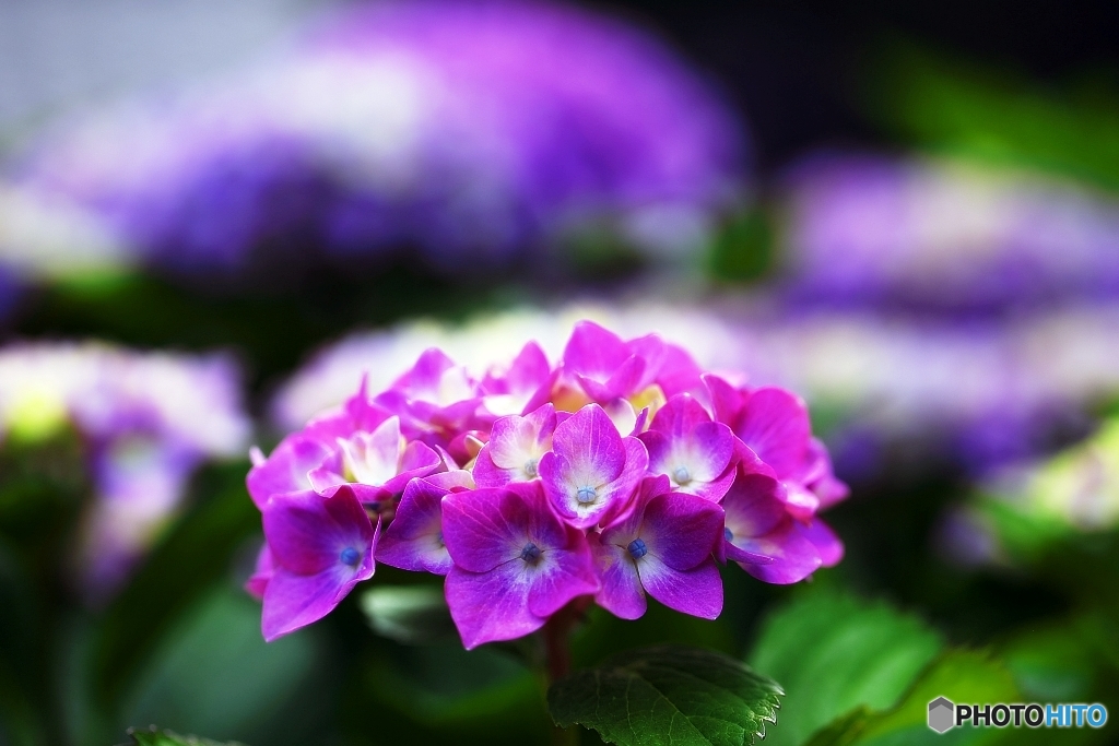 紫陽花日和の日曜日　８