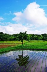 Summer paddy 2