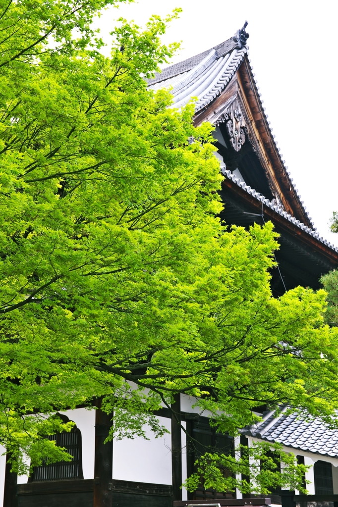 Shokoku-ji temple of the fresh green 1