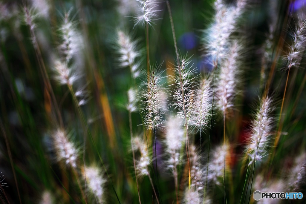 Fireworks in the autumn fields 2