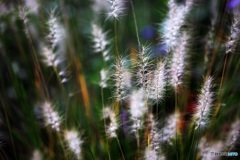 Fireworks in the autumn fields 2