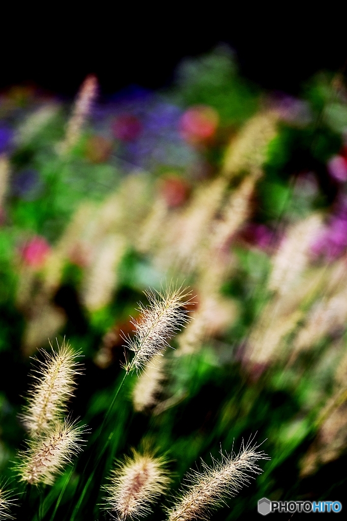 Fluffy 2