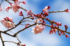 Earlier a weeping cherry tree 3