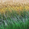 Scenery of an ordinary field 2