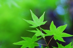 Midori no Hikari