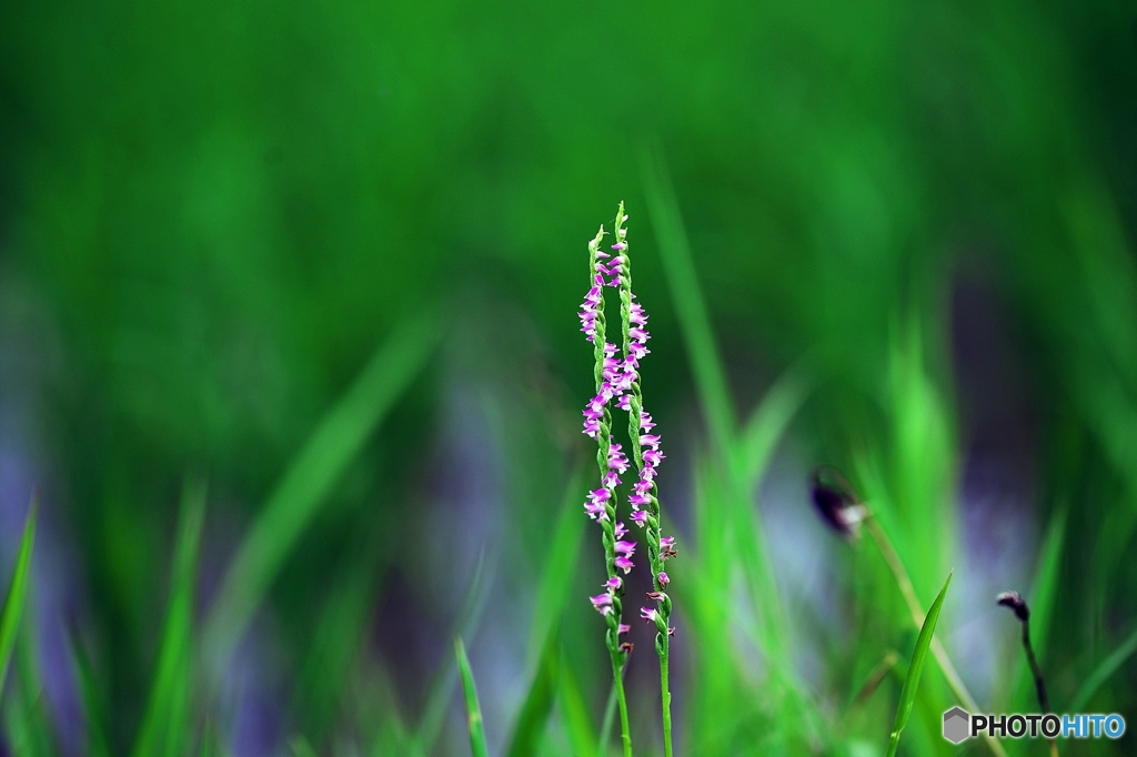 Spiranthes 4