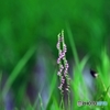 Spiranthes 4