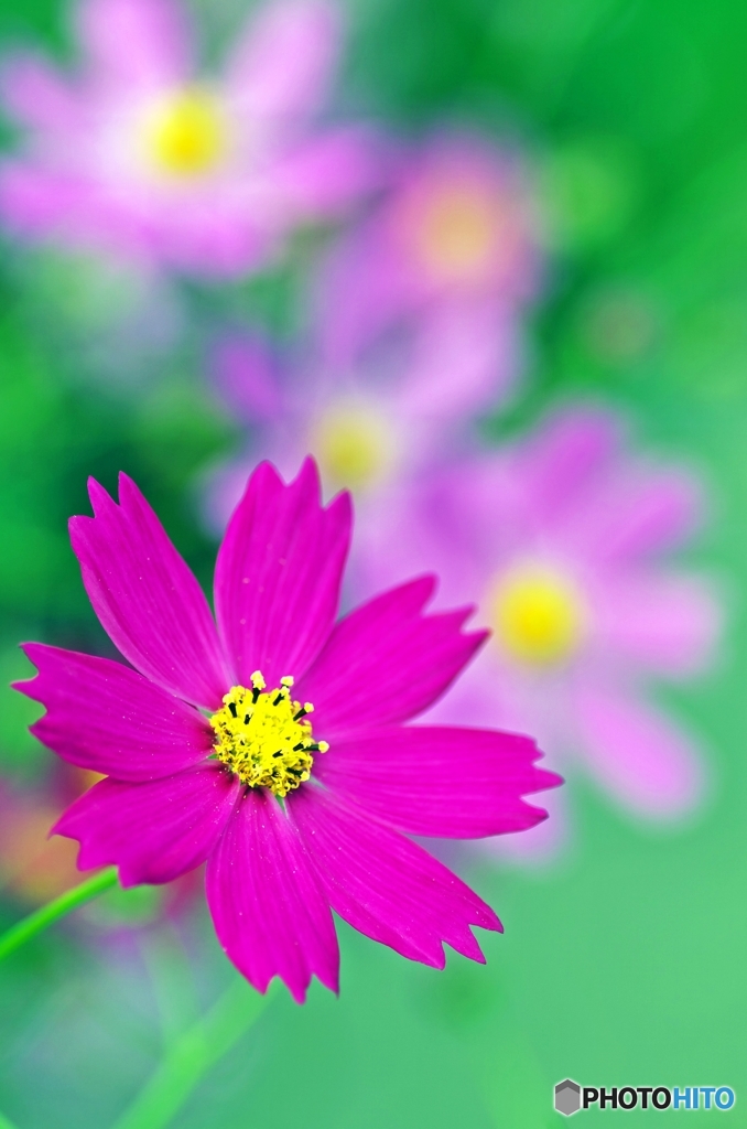 Predilection for COSMOS 5