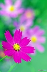 Predilection for COSMOS 5