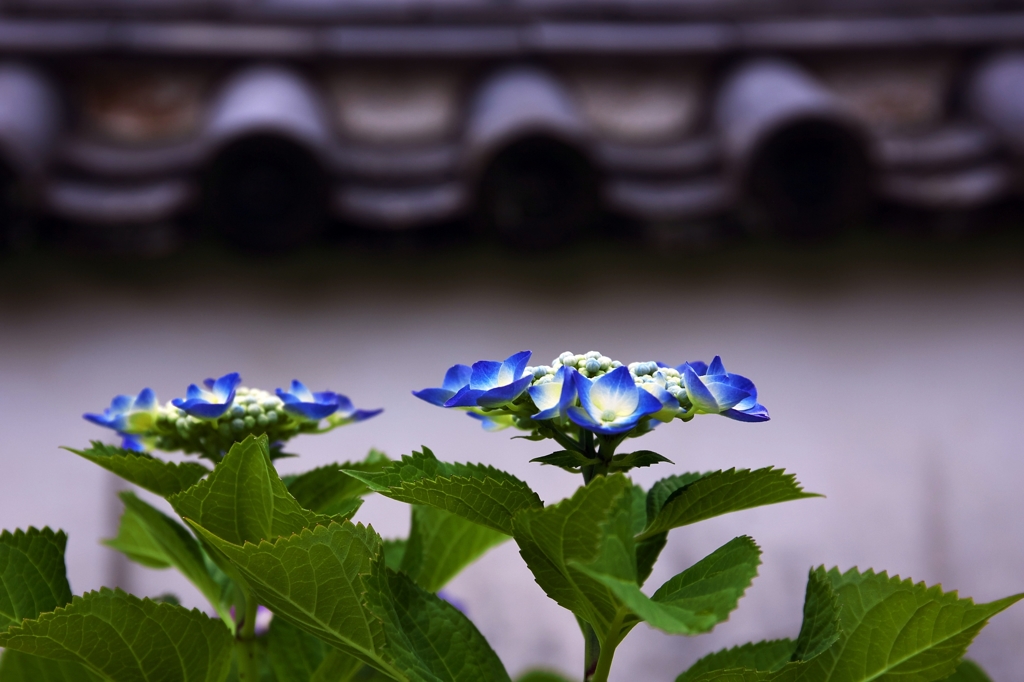 Scenery of June 3