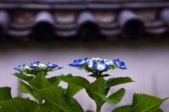 Scenery of June 3