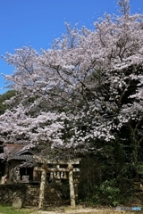 桜咲く春の古神社