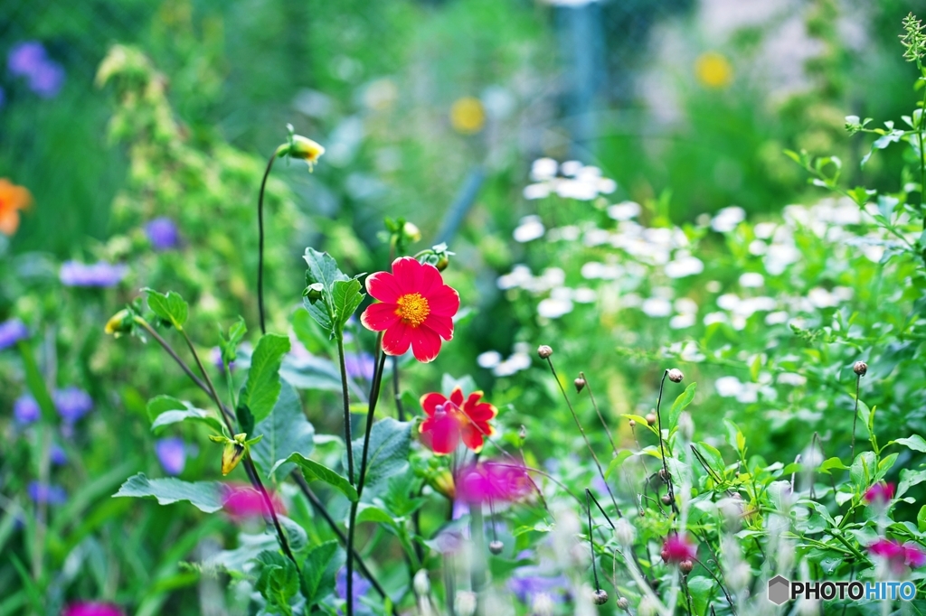 初夏の花壇で