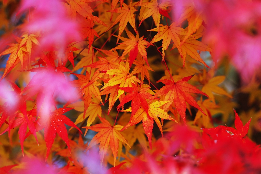 Into the autumn colors