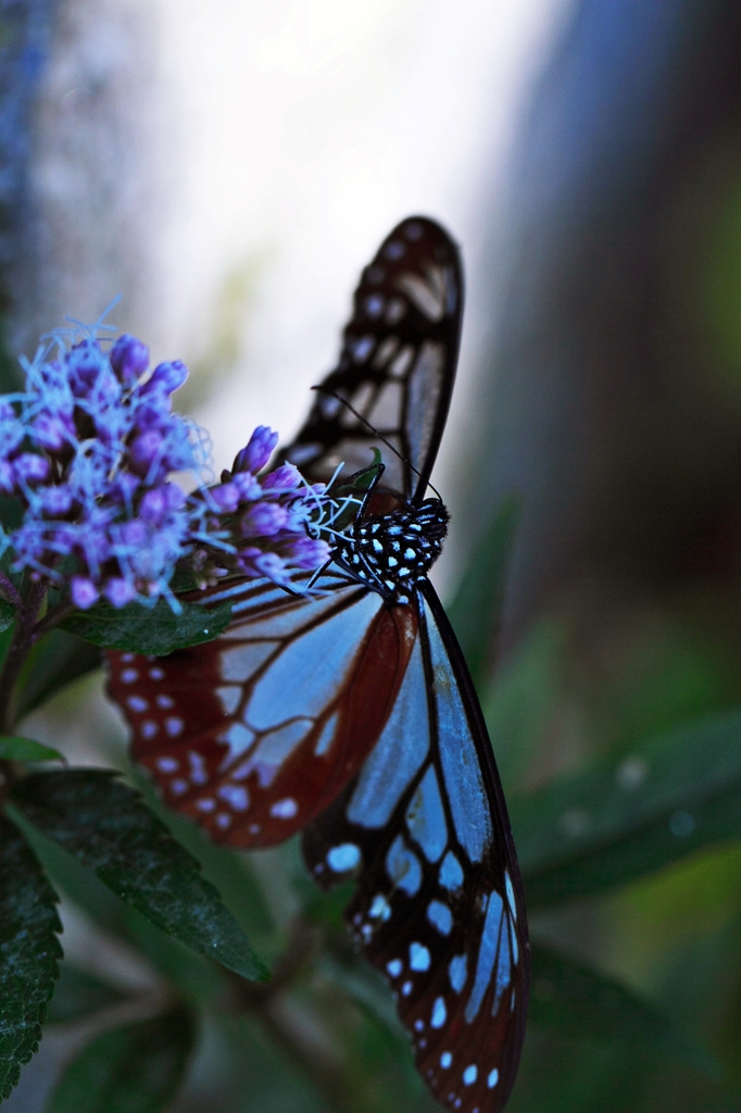 Space where butterfly exists