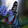 Space where butterfly exists
