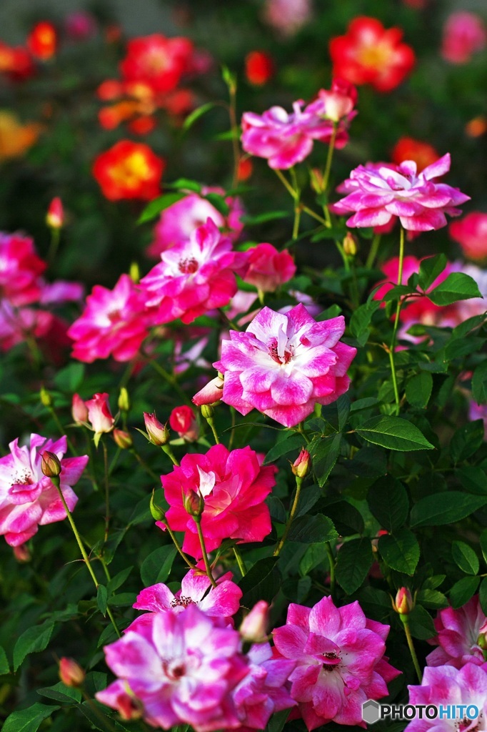 In the rose garden of autumn 5