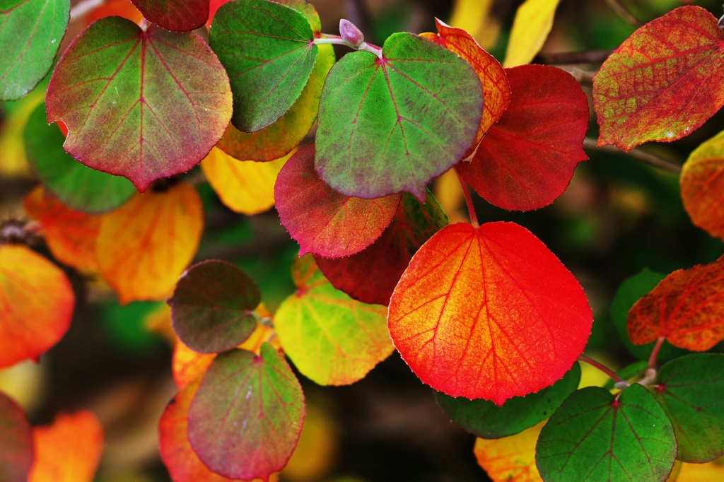 Color of calm autumn