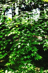 Green curtains