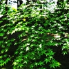 Green curtains