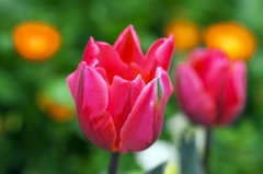 Tulpe 2