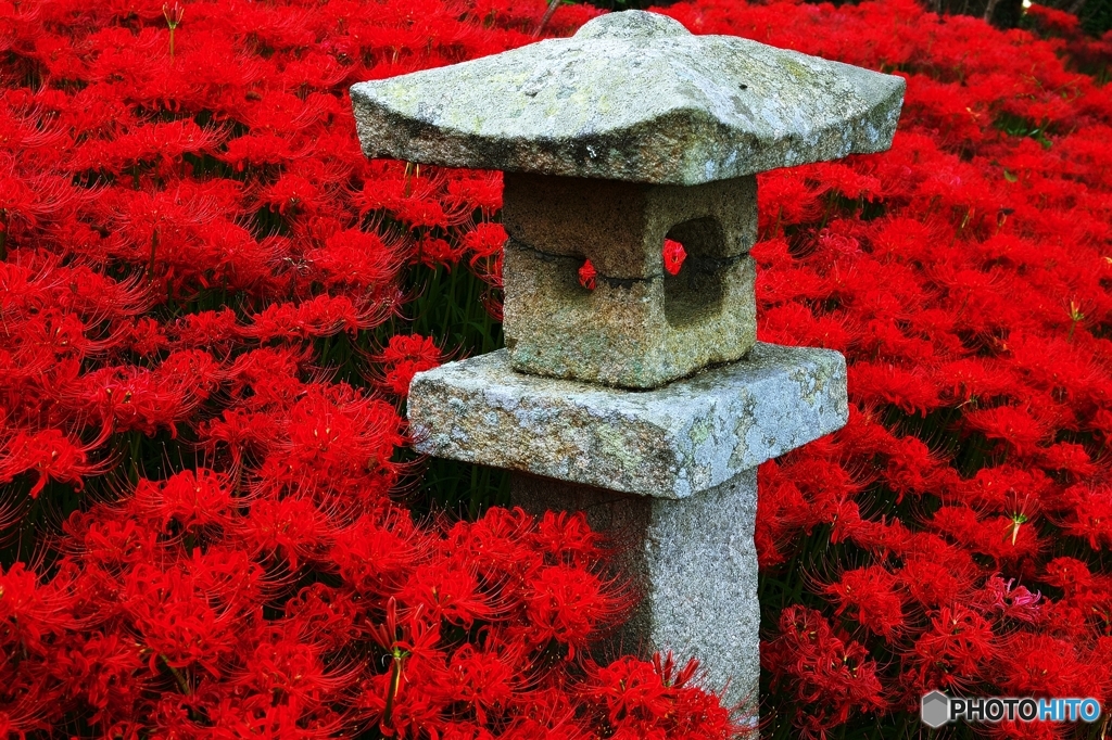 HIGANBANA 1