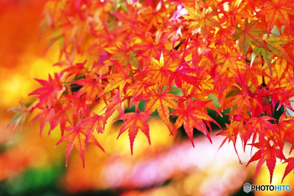 At an old temple of the autumn colors 7